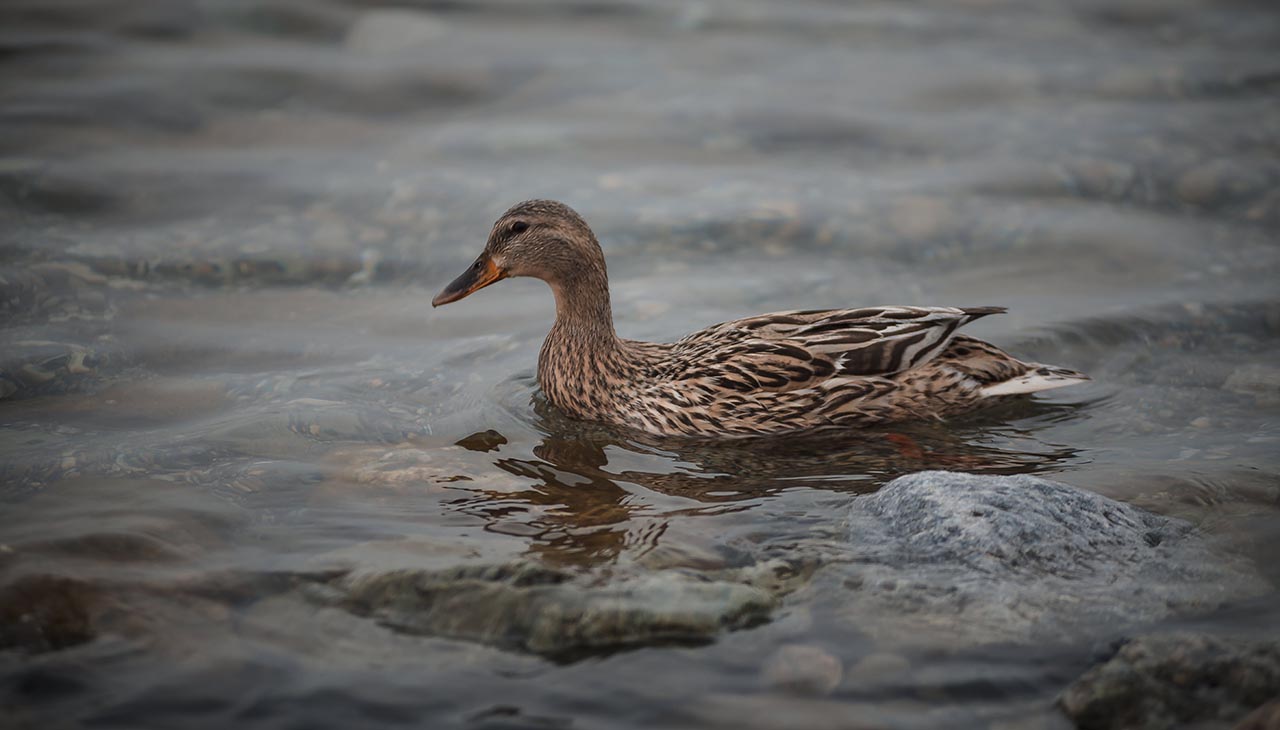 Navigating Your Hunt: Essential Tips for Following Bird Dogs