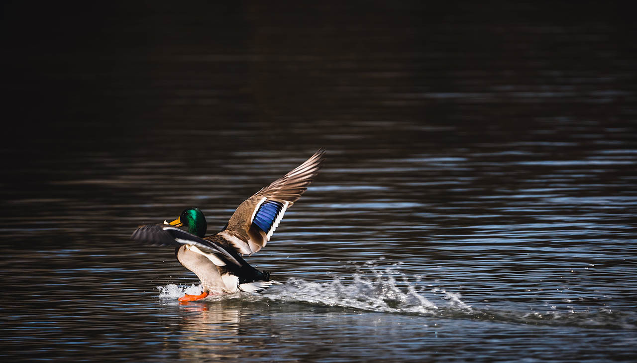 Shotgun Selection for Bird Hunting: A Comprehensive Buyer’s Guide